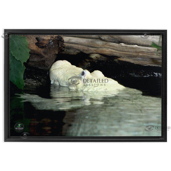 24x16 FRAMED Image Wrap Canvas -- Albino Gator Hanging Out