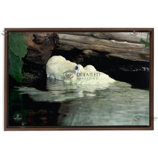 24x16 FRAMED Image Wrap Canvas -- Albino Gator Hanging Out