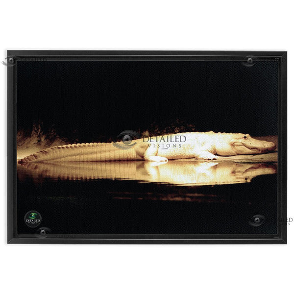 24x16 FRAMED Image Wrap Canvas --New Orleans Albino Alligator