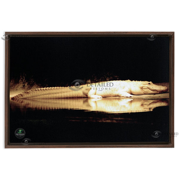 24x16 FRAMED Image Wrap Canvas --New Orleans Albino Alligator