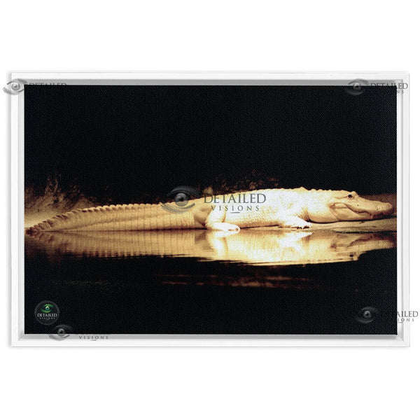 24x16 FRAMED Image Wrap Canvas --New Orleans Albino Alligator