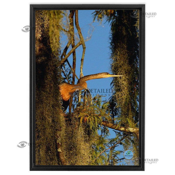 16x24 FRAMED Image Wrap Canvas -- Anhinga
