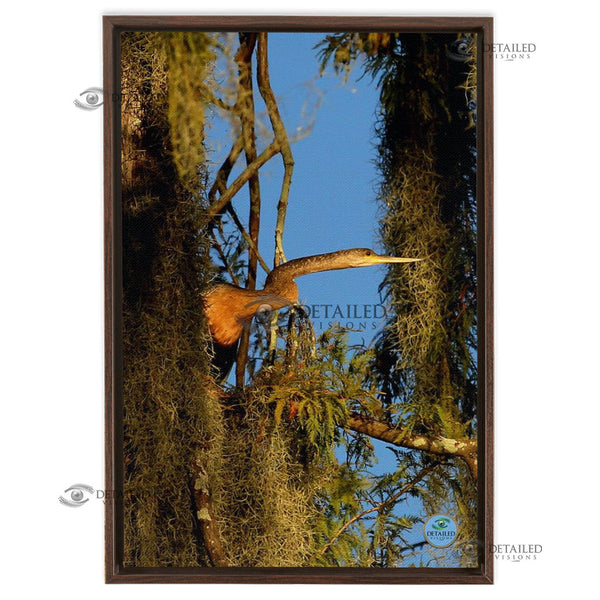 16x24 FRAMED Image Wrap Canvas -- Anhinga