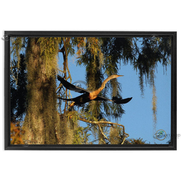24x16 FRAMED Image Wrap Canvas -- Anhinga Taking Flight