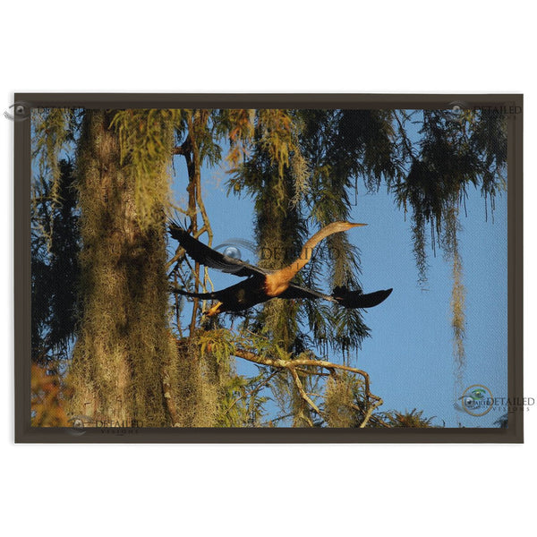 24x16 FRAMED Image Wrap Canvas -- Anhinga Taking Flight