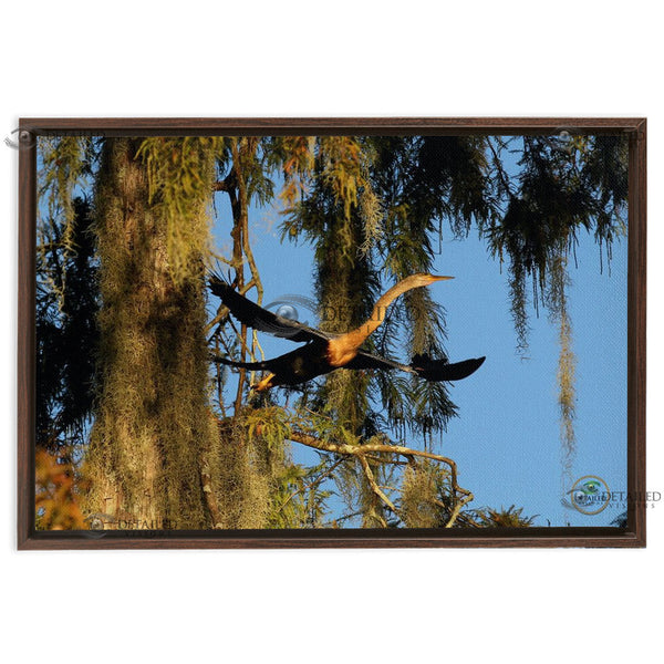24x16 FRAMED Image Wrap Canvas -- Anhinga Taking Flight
