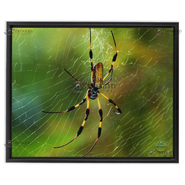 16x20 FRAMED Image Wrap Canvas -- Banana Spider