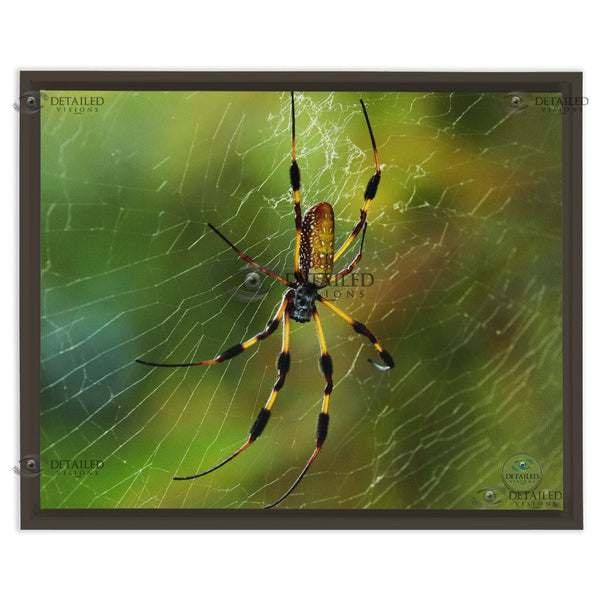 16x20 FRAMED Image Wrap Canvas -- Banana Spider
