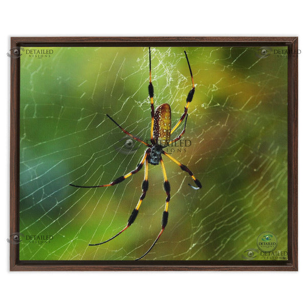 16x20 FRAMED Image Wrap Canvas -- Banana Spider