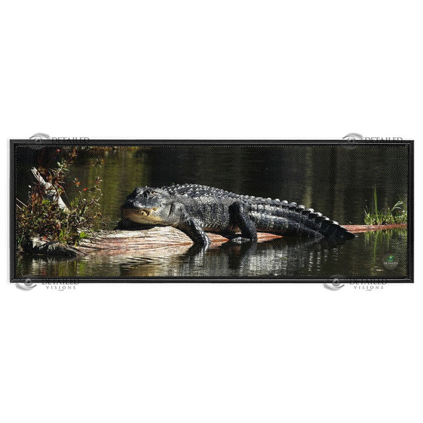 12x36 FRAMED Image Wrap Canvas -- SUNNING GATOR