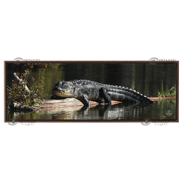12x36 FRAMED Image Wrap Canvas -- SUNNING GATOR