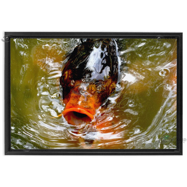 24x16 FRAMED Image Wrap Canvas -- Coy Fish