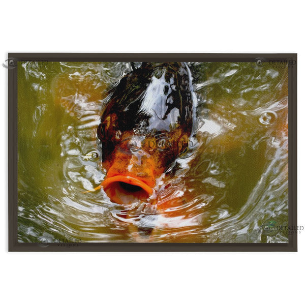 24x16 FRAMED Image Wrap Canvas -- Coy Fish