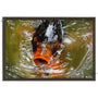 24x16 FRAMED Image Wrap Canvas -- Coy Fish
