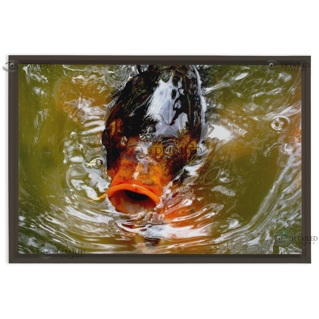 24x16 FRAMED Image Wrap Canvas -- Coy Fish
