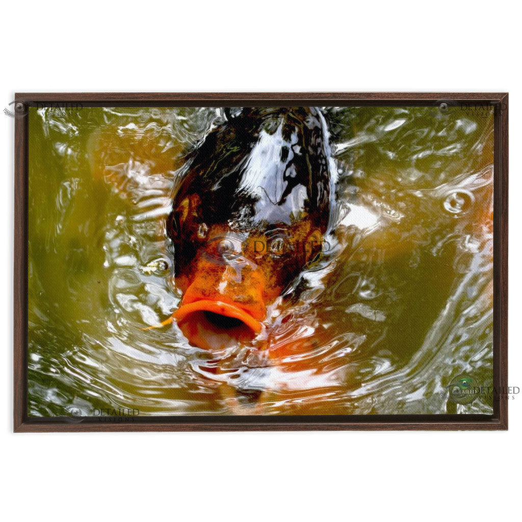24x16 FRAMED Image Wrap Canvas -- Coy Fish