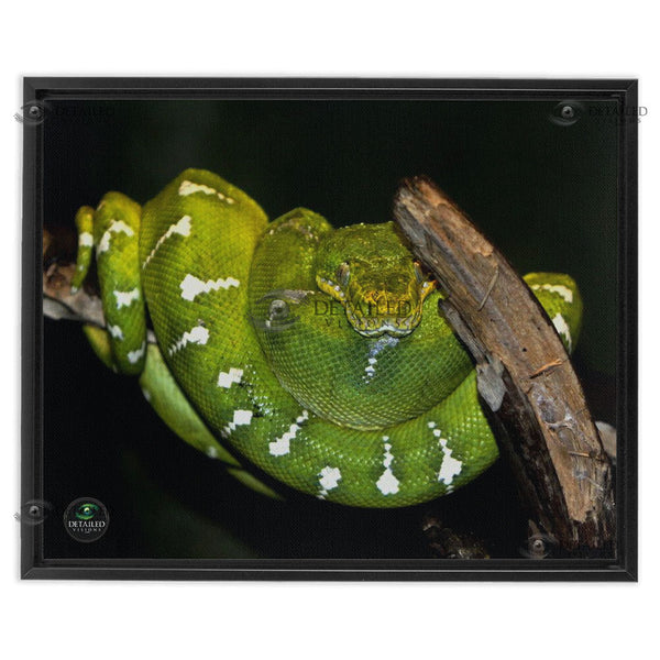 16x20 FRAMED Image Wrap Canvas -- Emerald Tree Boa