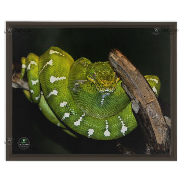 16x20 FRAMED Image Wrap Canvas -- Emerald Tree Boa