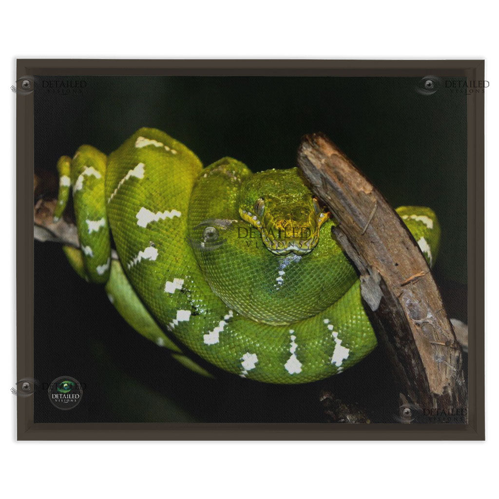 16x20 FRAMED Image Wrap Canvas -- Emerald Tree Boa
