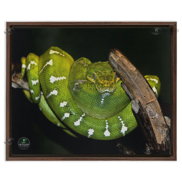16x20 FRAMED Image Wrap Canvas -- Emerald Tree Boa