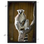 16x24 FRAMED Image Wrap Canvas -- Mama Lemur & Baby