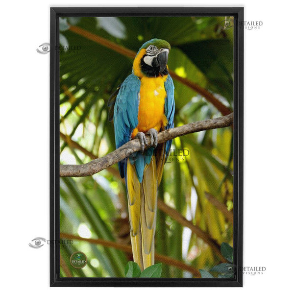 16x24 FRAMED Image Wrap Canvas -- Parrot