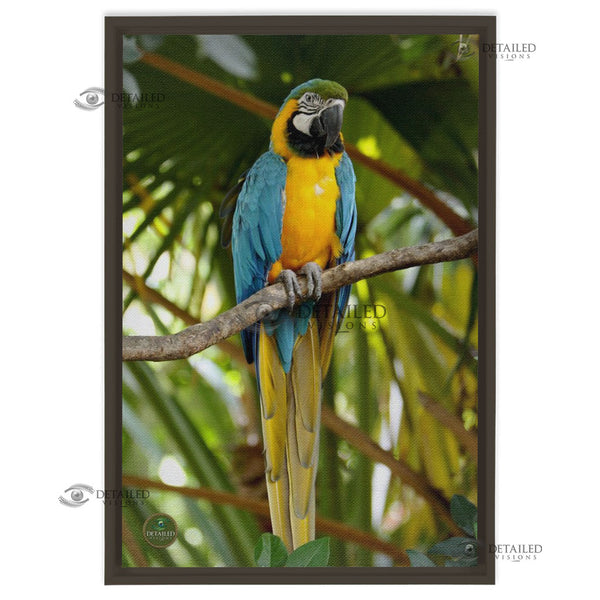 16x24 FRAMED Image Wrap Canvas -- Parrot