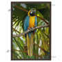 16x24 FRAMED Image Wrap Canvas -- Parrot
