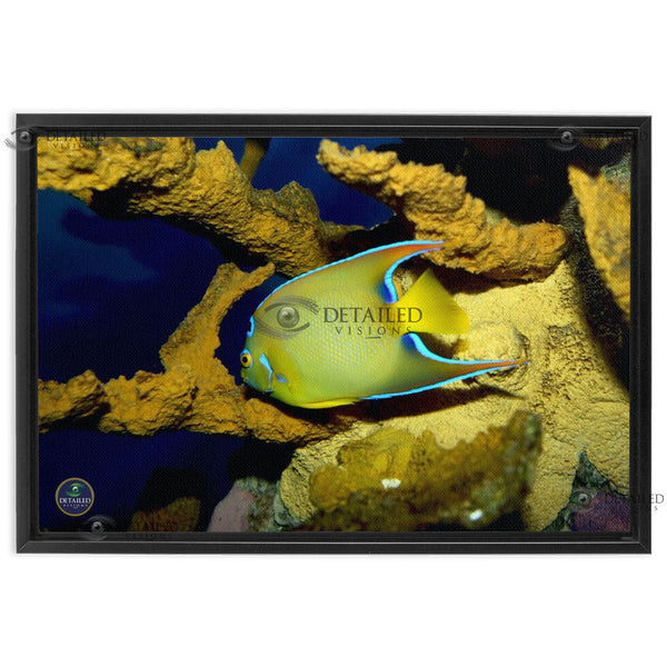 24x16 FRAMED Image Wrap Canvas -- Queen Angel Fish