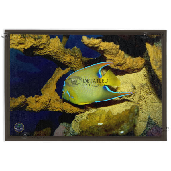 24x16 FRAMED Image Wrap Canvas -- Queen Angel Fish