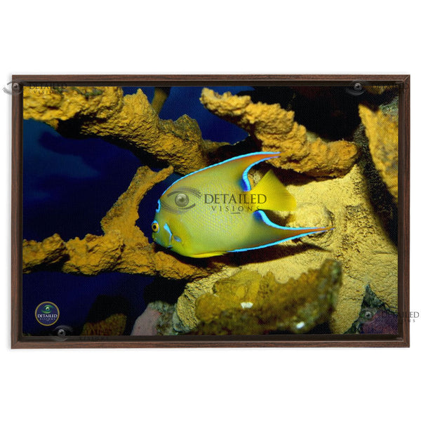 24x16 FRAMED Image Wrap Canvas -- Queen Angel Fish
