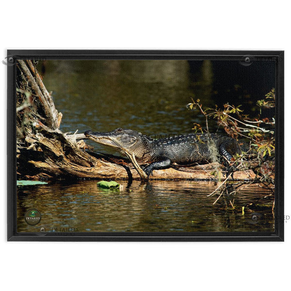 24x16 FRAMED Image Wrap Canvas -- Resting Gator
