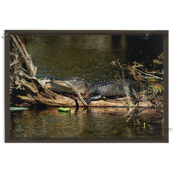 24x16 FRAMED Image Wrap Canvas -- Resting Gator