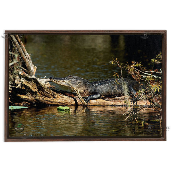 24x16 FRAMED Image Wrap Canvas -- Resting Gator