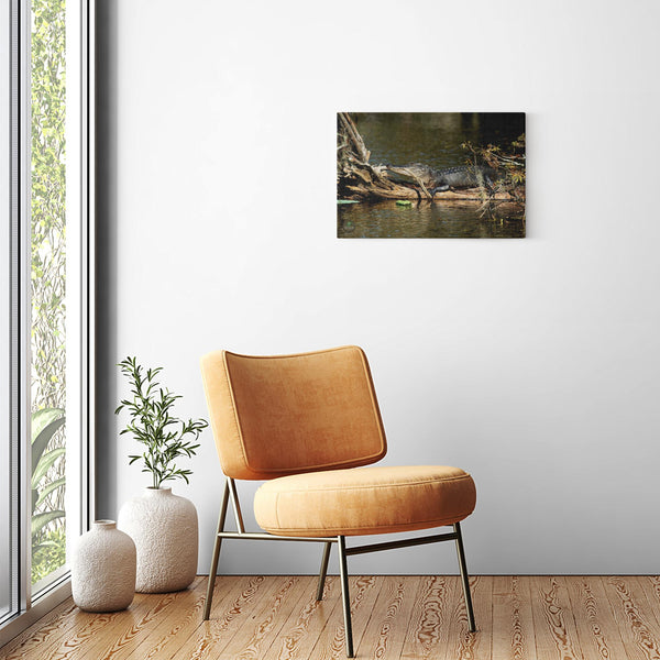 24x16 Premium Image Wrap Canvas -- Resting Gator
