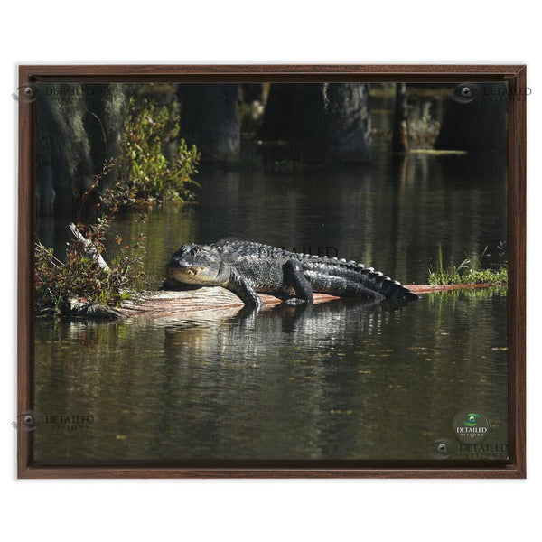 16x20 FRAMED Image Wrap Canvas -- SUNNING GATOR