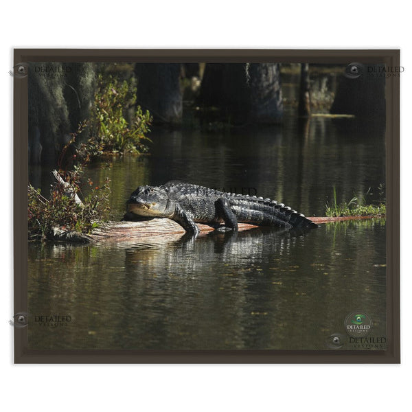 16x20 FRAMED Image Wrap Canvas -- SUNNING GATOR