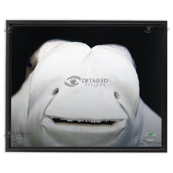 16x20 FRAMED Image Wrap Canvas -- Smiling STINGRAY