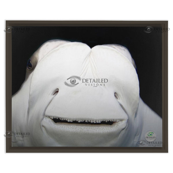 16x20 FRAMED Image Wrap Canvas -- Smiling STINGRAY
