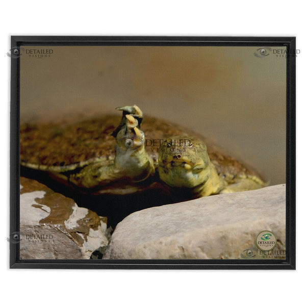 16x20 FRAMED Image Wrap Canvas -- SOFTSHELL TURTLE Saying "Hello"