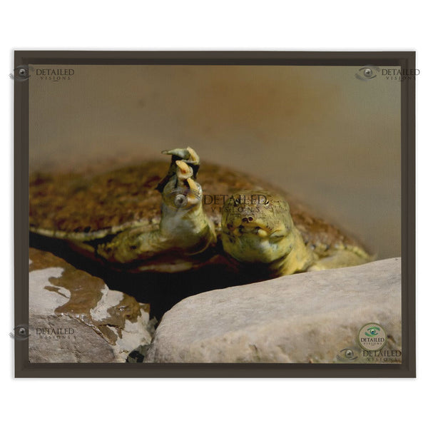 16x20 FRAMED Image Wrap Canvas -- SOFTSHELL TURTLE Saying "Hello"