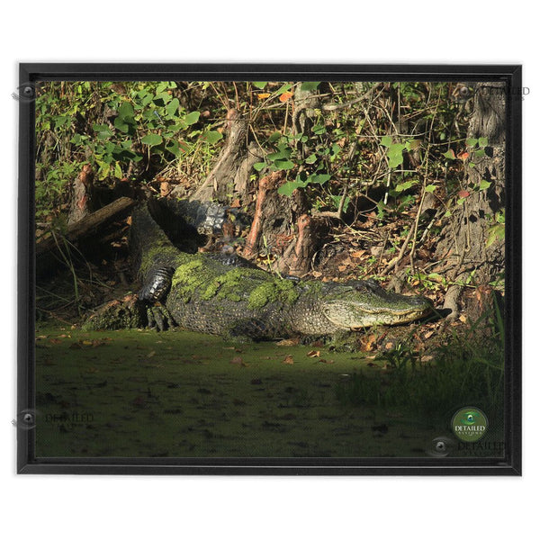 16x20 FRAMED Image Wrap Canvas -- SUNSET GATOR