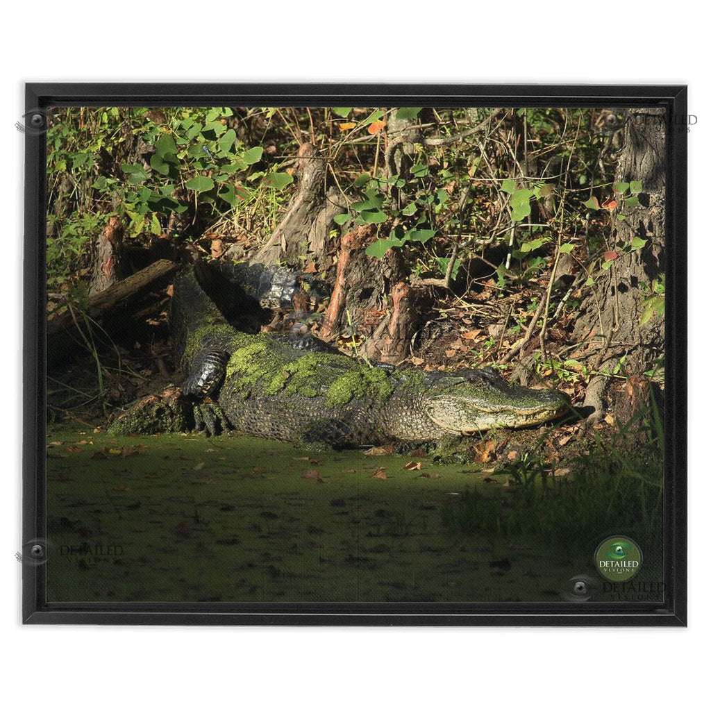 16x20 FRAMED Image Wrap Canvas -- SUNSET GATOR
