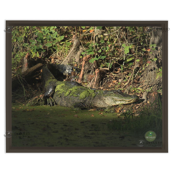 16x20 FRAMED Image Wrap Canvas -- SUNSET GATOR