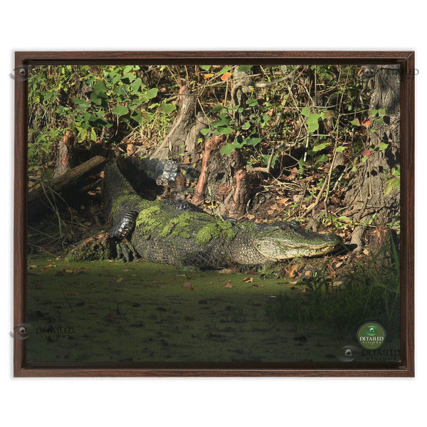16x20 FRAMED Image Wrap Canvas -- SUNSET GATOR