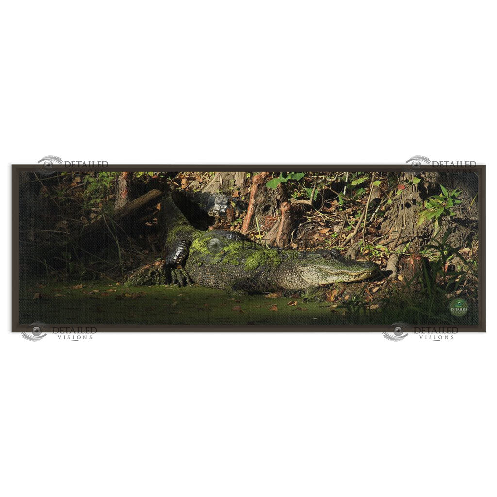12x36 FRAMED Image Wrap Canvas -- SUNSET GATOR