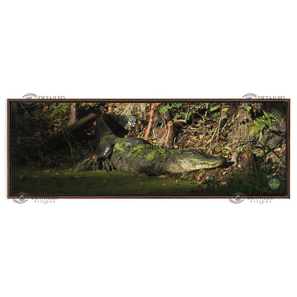 12x36 FRAMED Image Wrap Canvas -- SUNSET GATOR