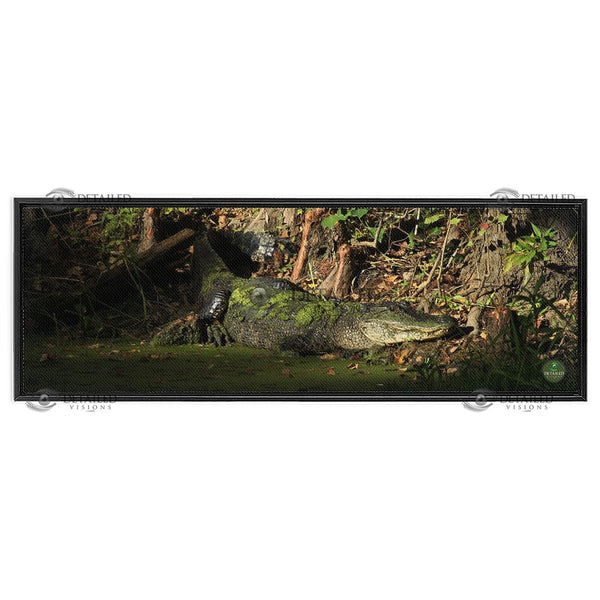 12x36 FRAMED Image Wrap Canvas -- SUNSET GATOR